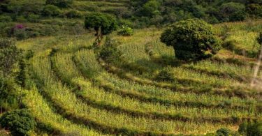 Reforestación