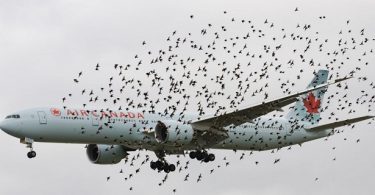 Ascend desarrolló una herramienta para monitoreo de vida silvestre en aeropuertos